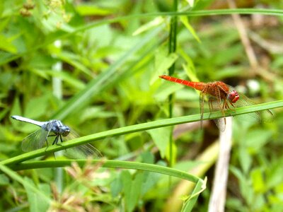 Couple erythraea crocothemis greenery photo