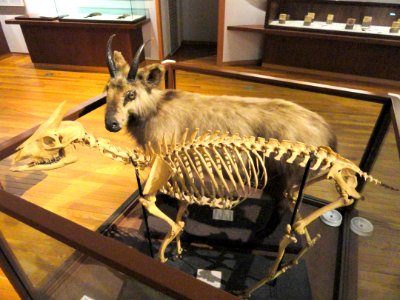 Capricornis crispus - Kyoto University Museum - DSC06437