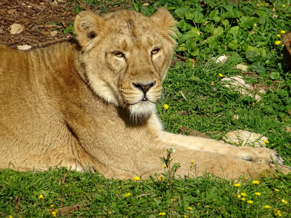 Africa animal animals