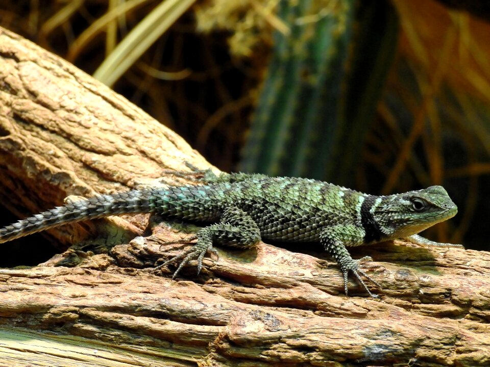 Animal creature nature
