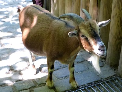 Capra-aegagrus-hircus-1