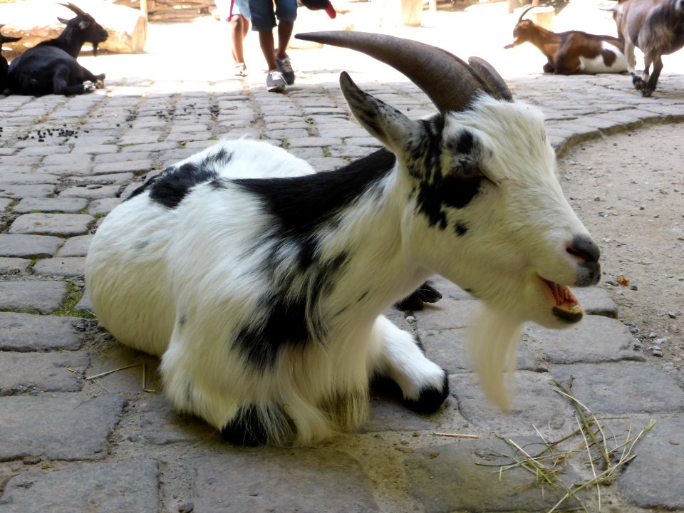 Capra-aegagrus-hircus-5
