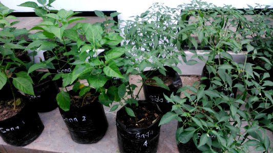 Capsicum frutescens Capsicum annuum Pj DSC 1076