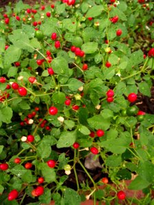 Capsicum annuum glabriusculum