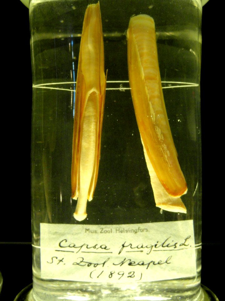 Capsa fragilis - Finnish Museum of Natural History - DSC04693