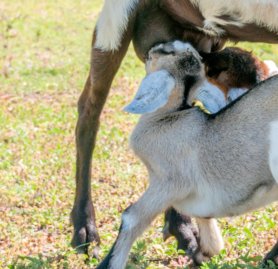 Capra aegagrus hircus baby