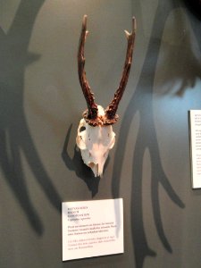 Capreolus capreolus antlers - Finnish Museum of Natural History - DSC04527