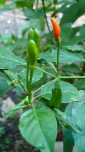 Capsicum frutescens (Siling labuyo)
