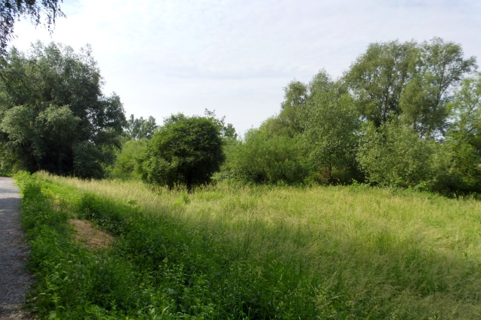 Cappel - NSG Lippeaue - 3