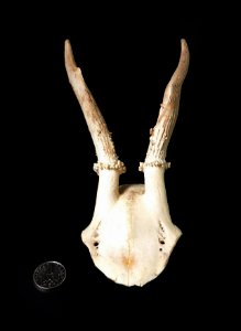 Capreolus capreolus - antlers