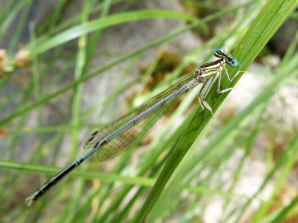 Damselfly wetland platycnemis latipes photo