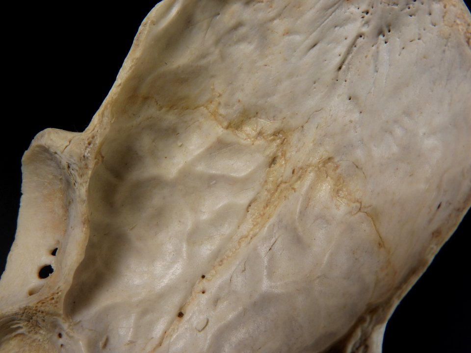 Capreolus capreolus - cranial suture (internal view)