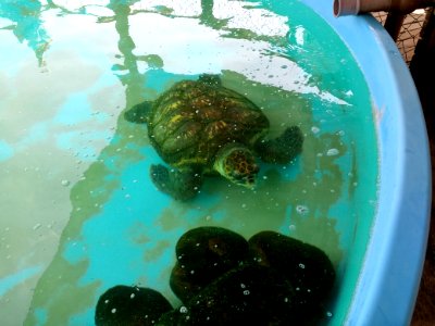Captive turtle at Projeto Tamar, Florianópolis 2
