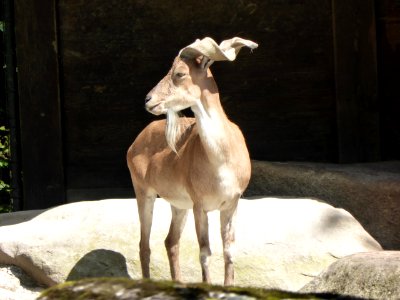 Capra-falconeri