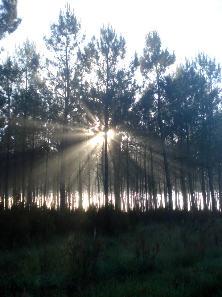Captieux (Gironde), la forêt des Landes au soleil matinal