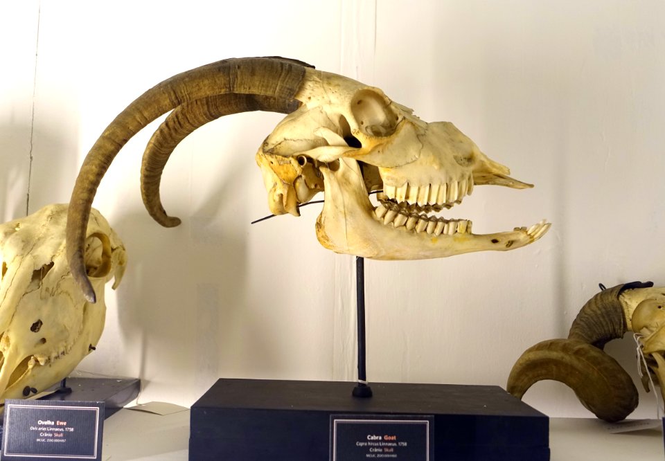 Capra hircus skull - Museu da Ciência da Universidade de Coimbra - University of Coimbra - Coimbra, Portugal - DSC09223