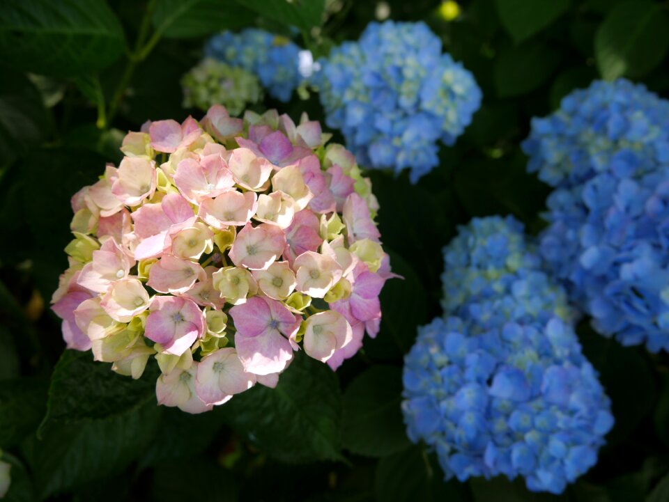 Pink japan flower natural