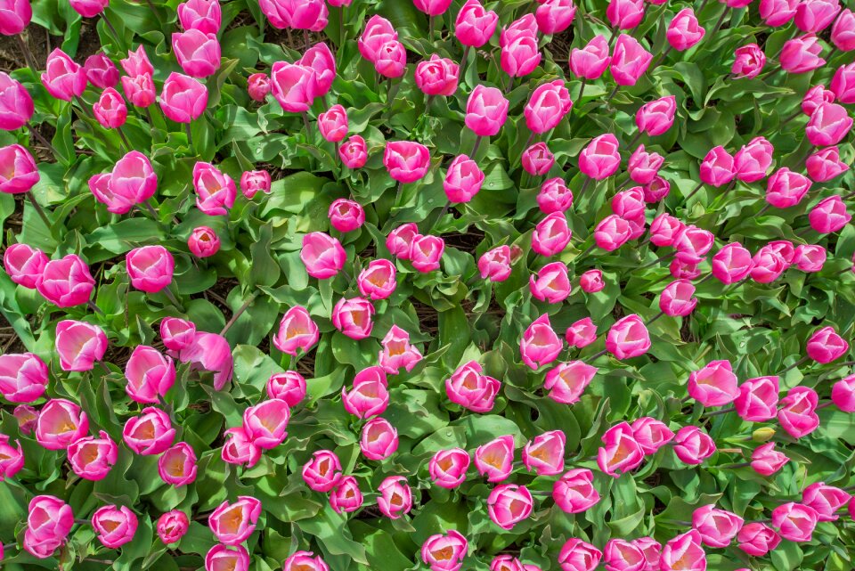 Dutch spring flower