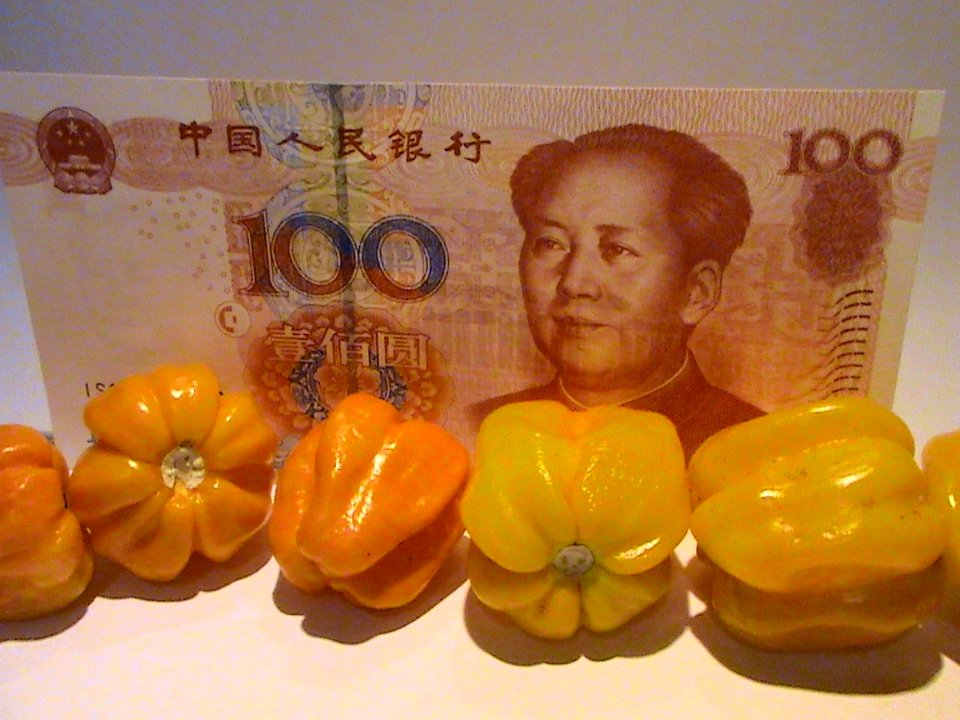 Capsicum chinense - Hainan Yellow Lantern Chili - 02