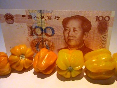 Capsicum chinense - Hainan Yellow Lantern Chili - 02