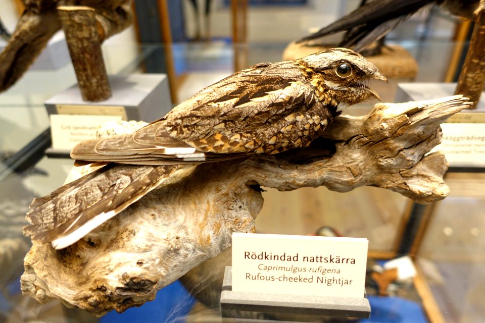 Caprimulgus rufigena - Swedish Museum of Natural History - Stockholm, Sweden - DSC00619