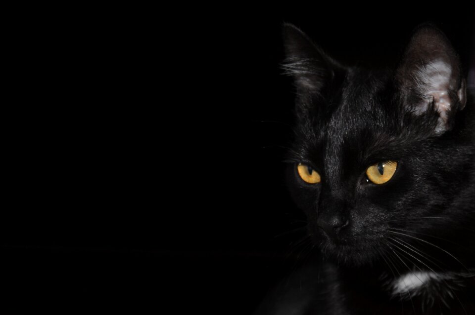 Eyes domestic cat animal