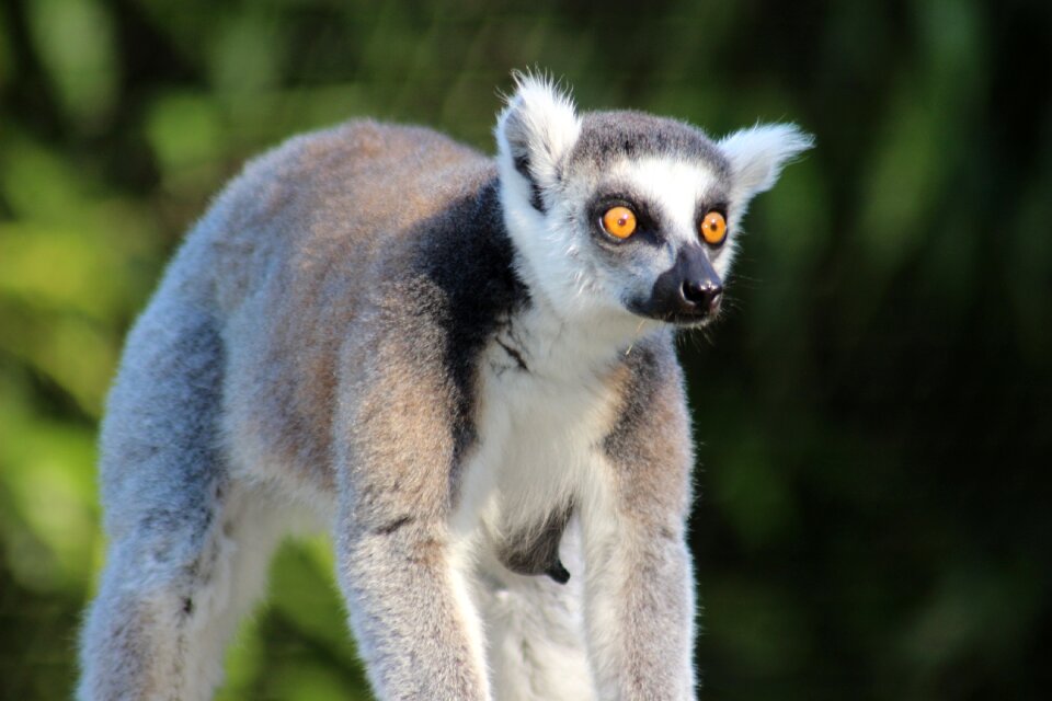 Wild lemur zoo photo