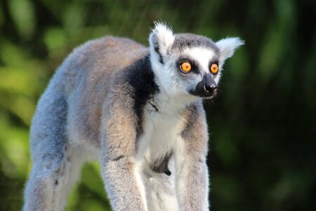 Wild lemur zoo