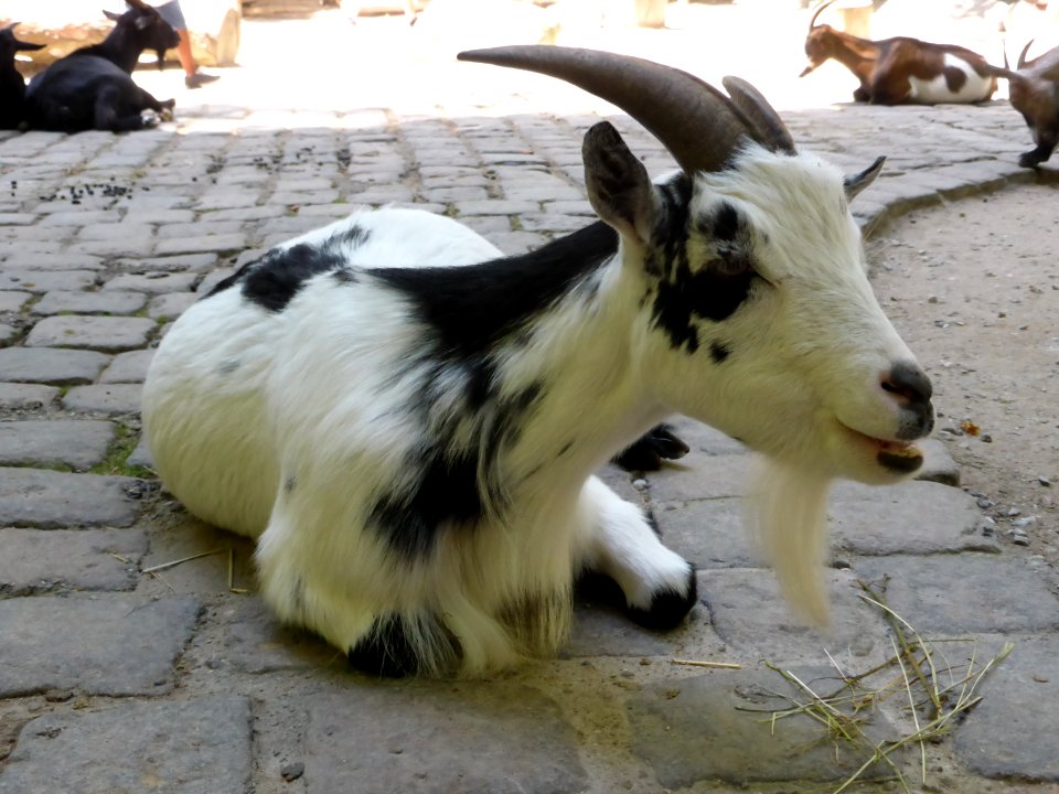 Capra-aegagrus-hircus-4
