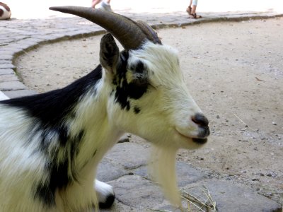 Capra-aegagrus-hircus-2