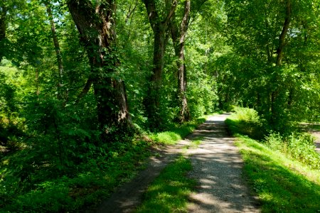 Canal Towpath and prism at Spring Gap on 8 mile level of Old Town
