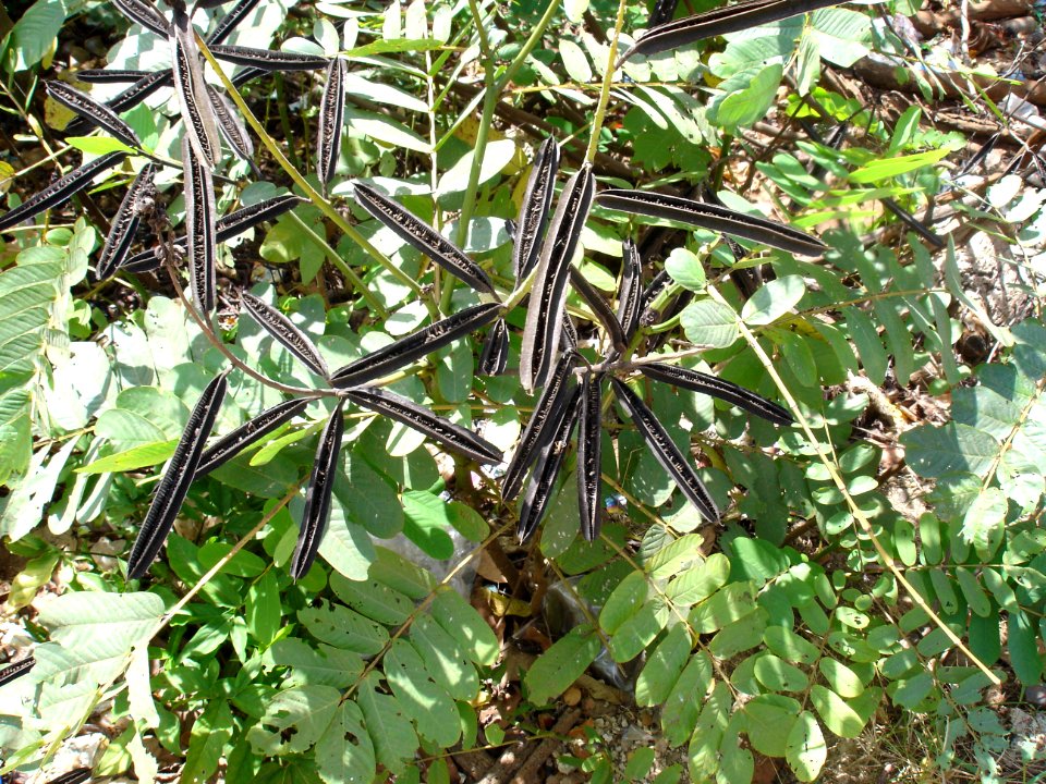 Candle bush (habit and pods)
