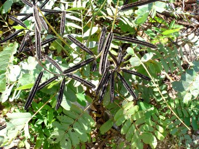 Candle bush (habit and pods)