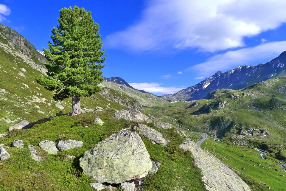 Mountains graubünden forest border