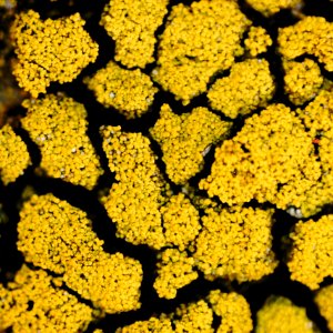 Candelariella coralliza 90092904