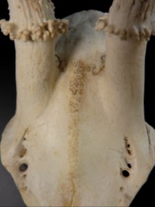 Capreolus capreolus - cranial suture