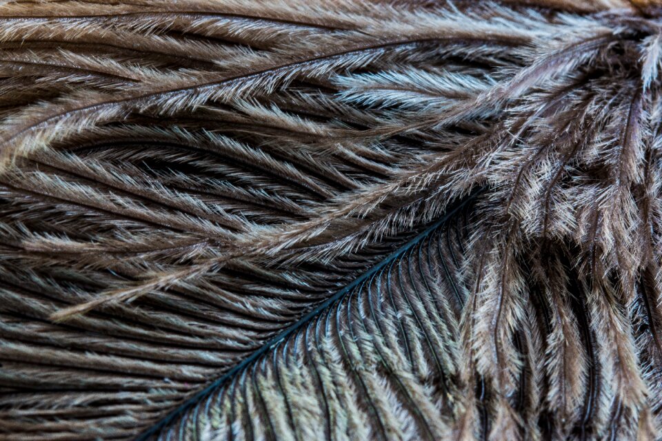 Close up macro plumage