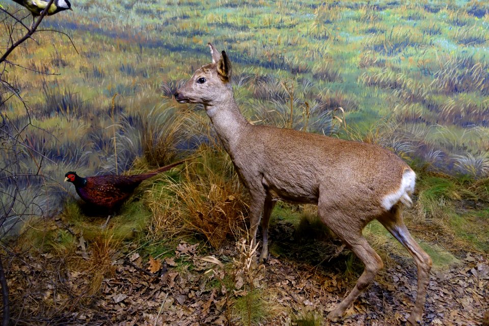 Capreolus capreolus - Naturhistorisches Museum, Braunschweig, Germany - DSC05056