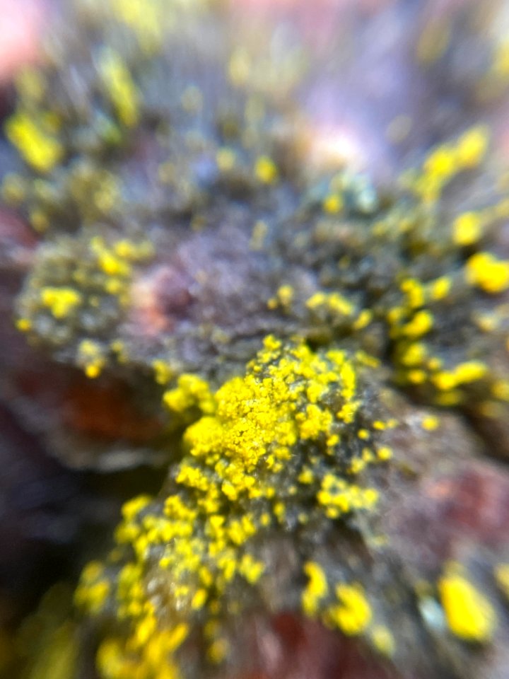 Candelariella efflorescens 61134781