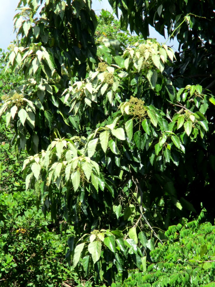 Candlenut (Aleurites moluccana) branches
