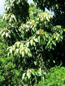 Candlenut (Aleurites moluccana) branches