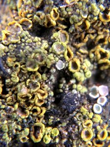 Candelariella vitellina 62088145
