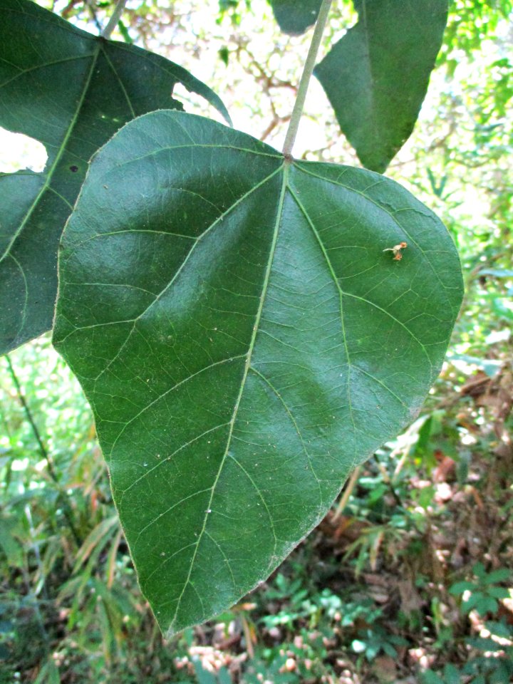 Candlenut (Aleurites moluccana) leaf