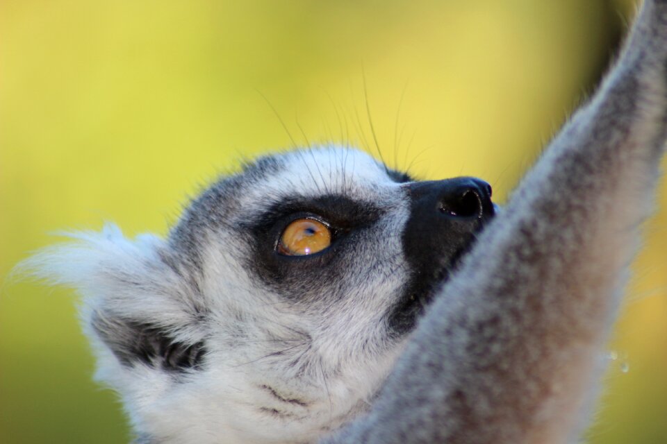 Lemur wild animal zoo