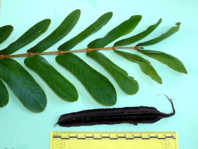 Candle bush (leaf and pod ruled)