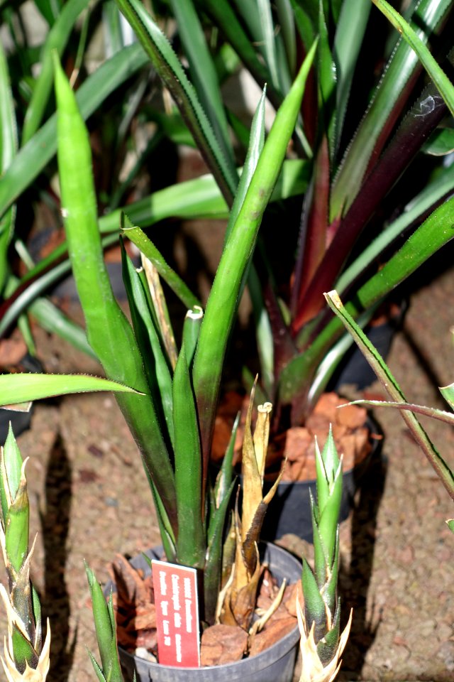 Canistropsis elata - Botanischer Garten - Heidelberg, Germany - DSC01249