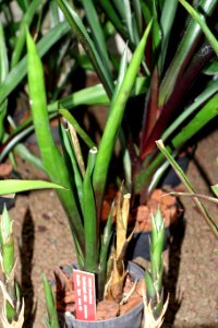 Canistropsis elata - Botanischer Garten - Heidelberg, Germany - DSC01249