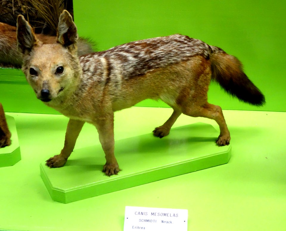 Canis mesomelas - Museo Civico di Storia Naturale Giacomo Doria - Genoa, Italy - DSC02600