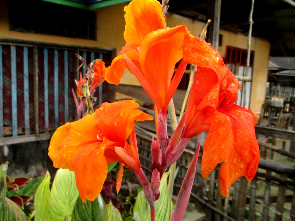 Canna (variegated leaves) flowers