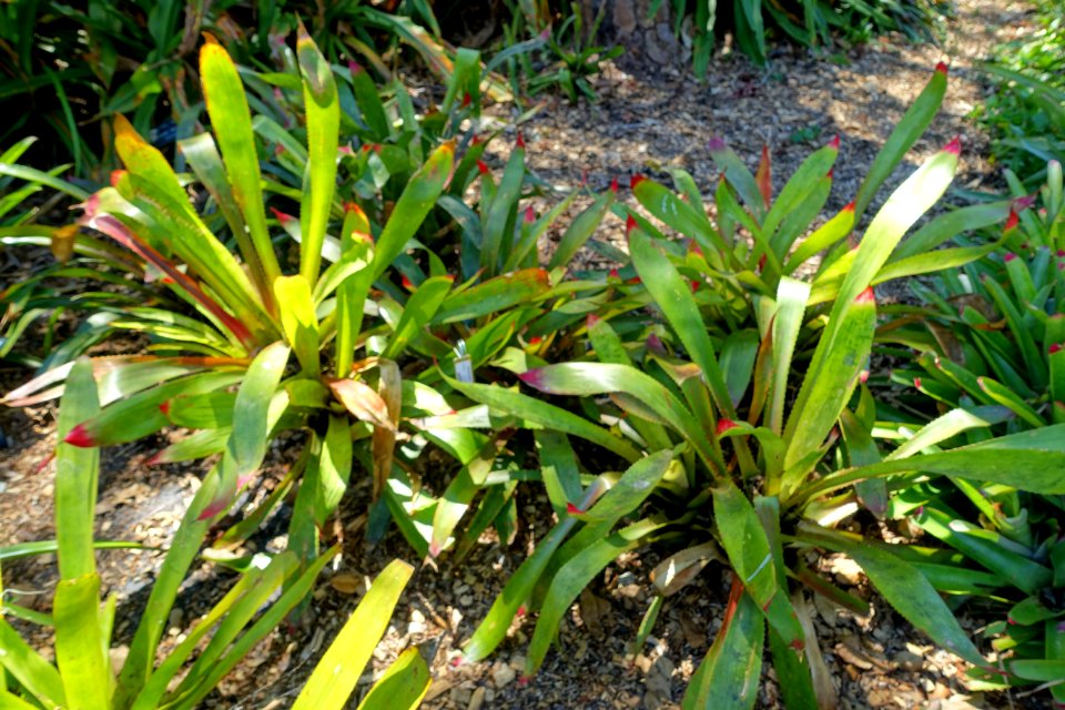 Canistrum superbum (Wittrockia superba) - Marie Selby Botanical Gardens - Sarasota, Florida - DSC01702